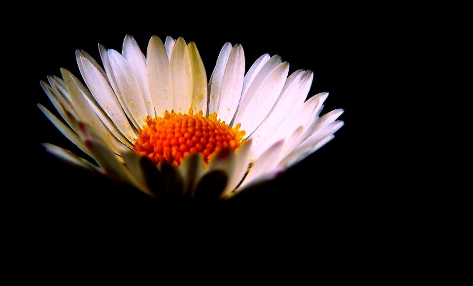 Flower plant macro