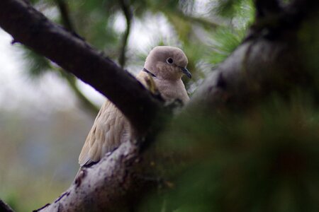 Bird dove collared