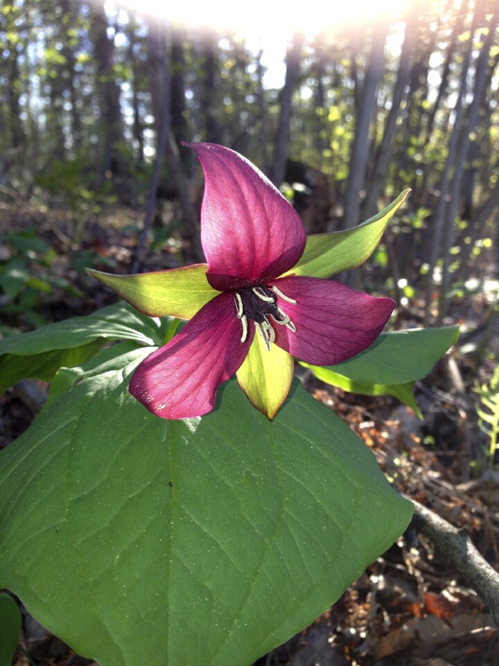Wildflower ontario nature