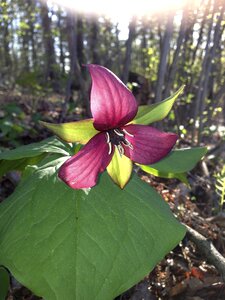 Wildflower ontario nature photo