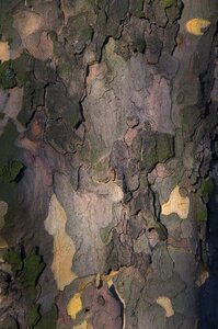 Nature landscape pattern
