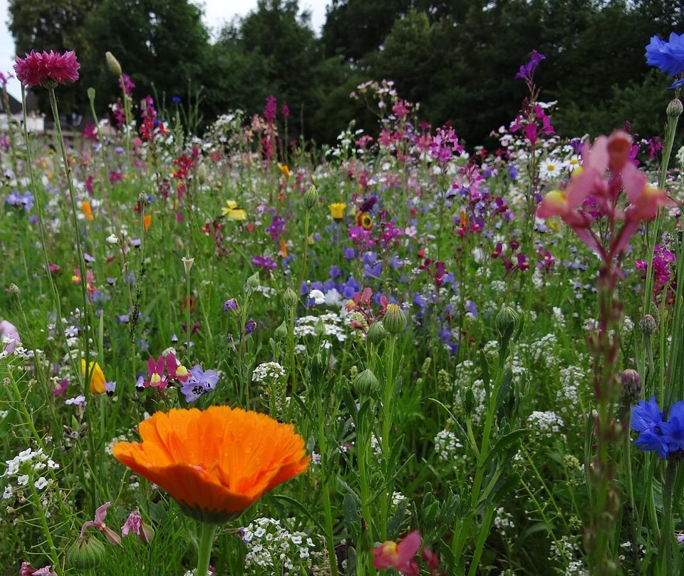 Wild flowers smock bloom