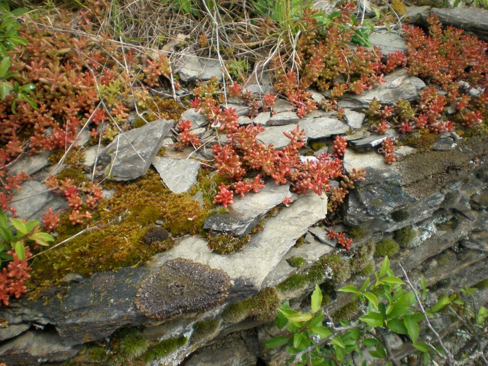 Bemoost plant nature