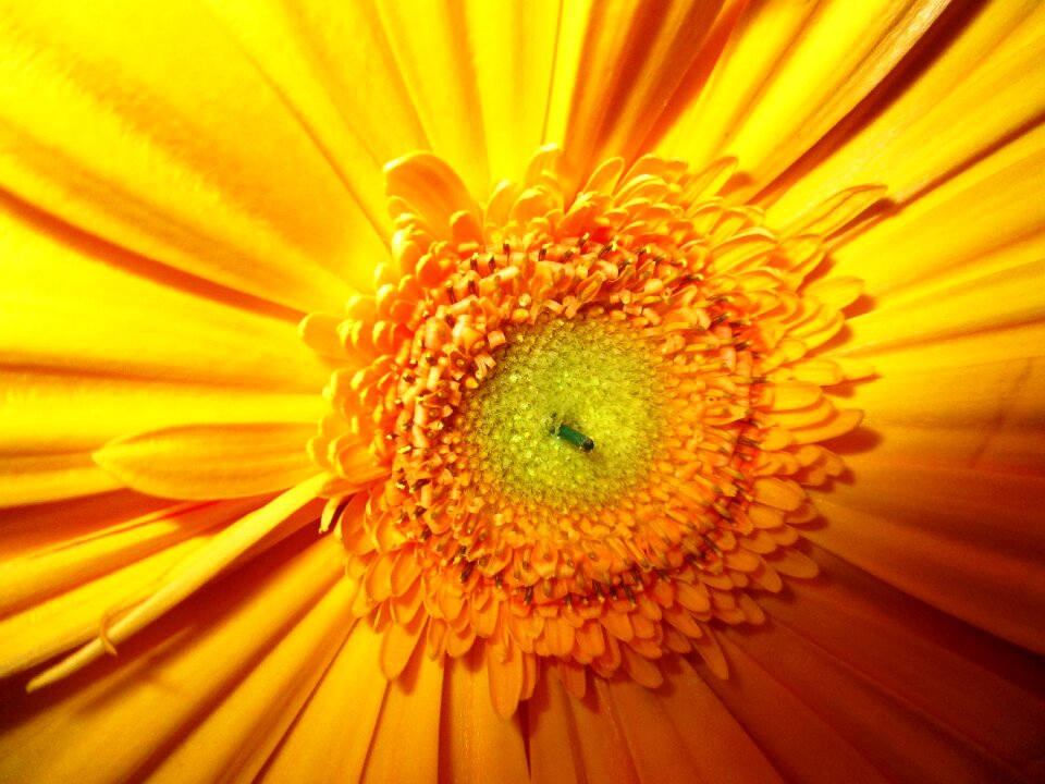 Blossom bloom yellow