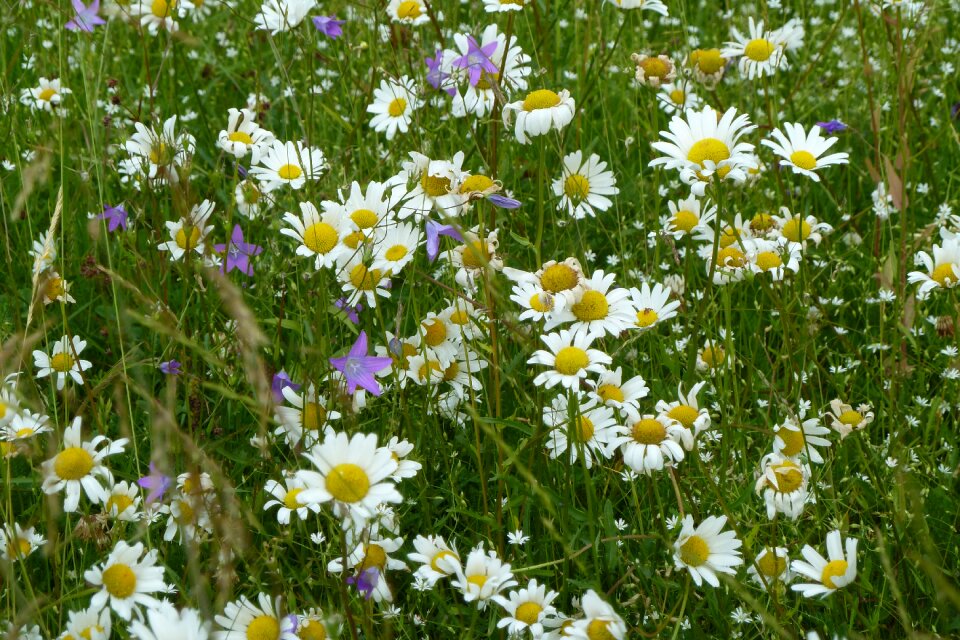 White meadow summer meadow