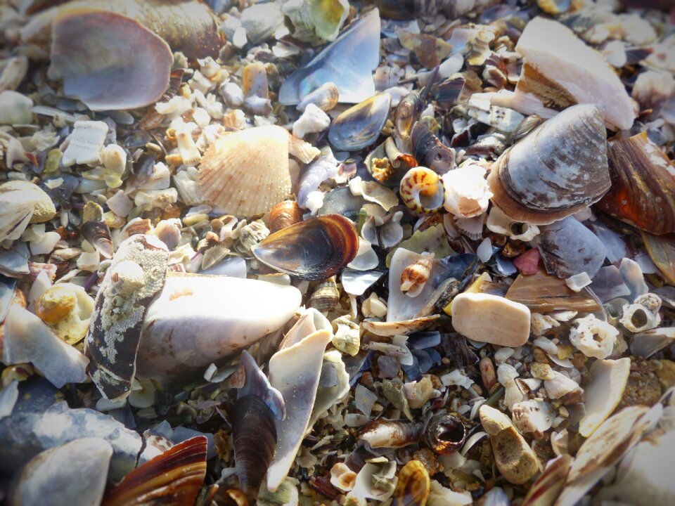 Beach close up morocco