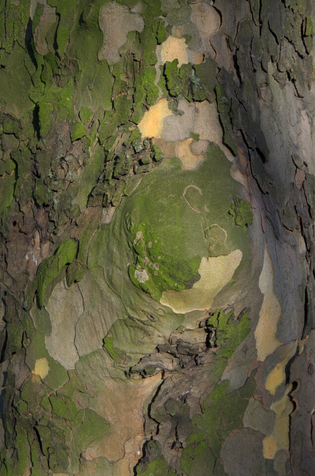 Nature landscape pattern