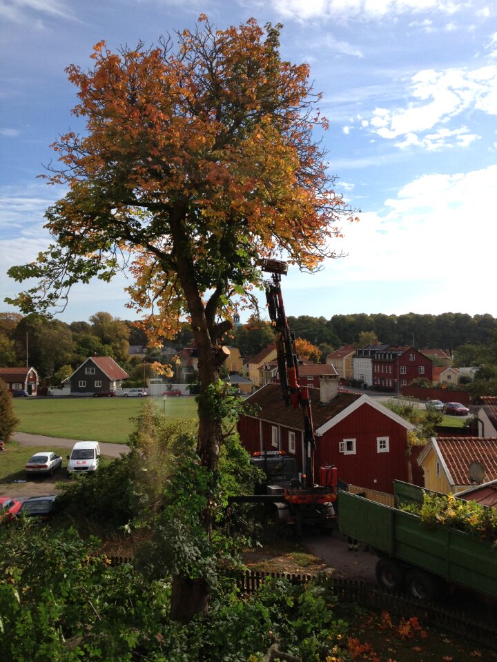 Tree tree trimming autumn