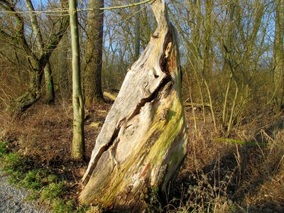 Gnarled old strunk