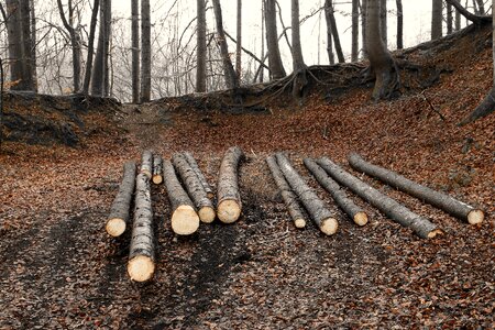 Rods strains wooden poles