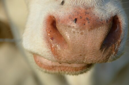 Cows white spotted