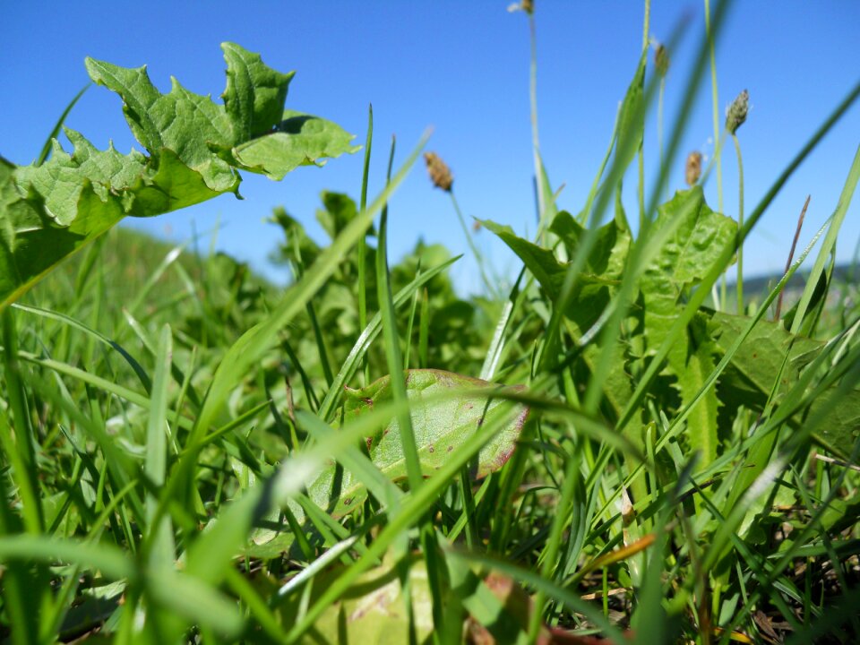 Mountain meadows dandelion green