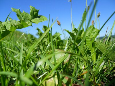 Mountain meadows dandelion green