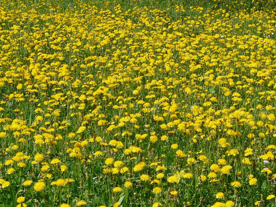 Bloom meadow beautiful