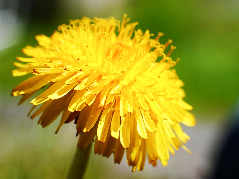 Weed nature yellow