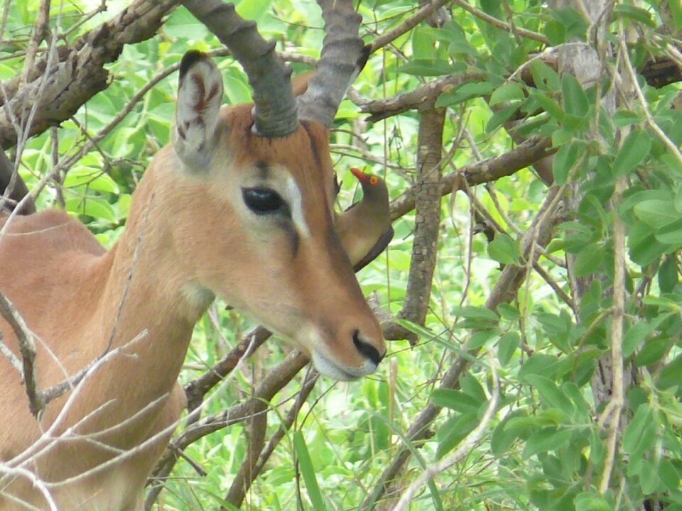 Mammal herbivore male