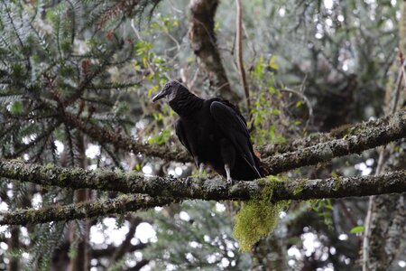 On top forest black