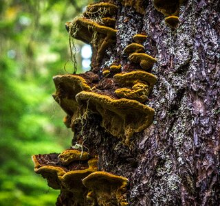 Nature fungus tree photo