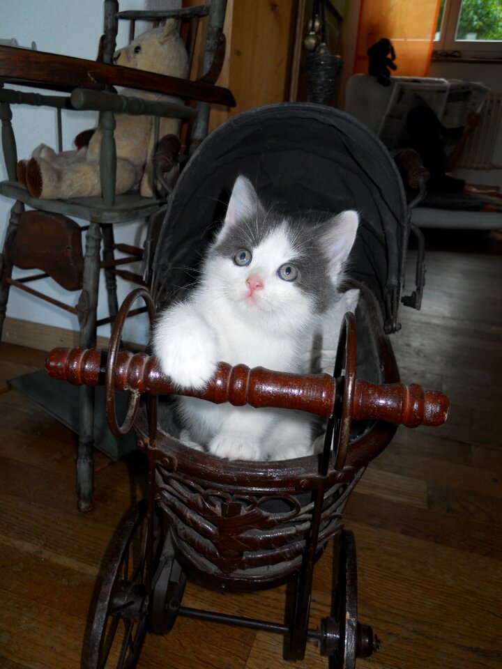 Young cat animal sweet