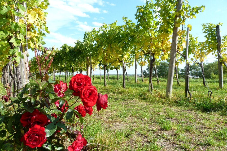 Autumn vineyard vine