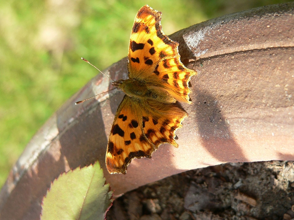 Spots brown butterfly brown lady photo