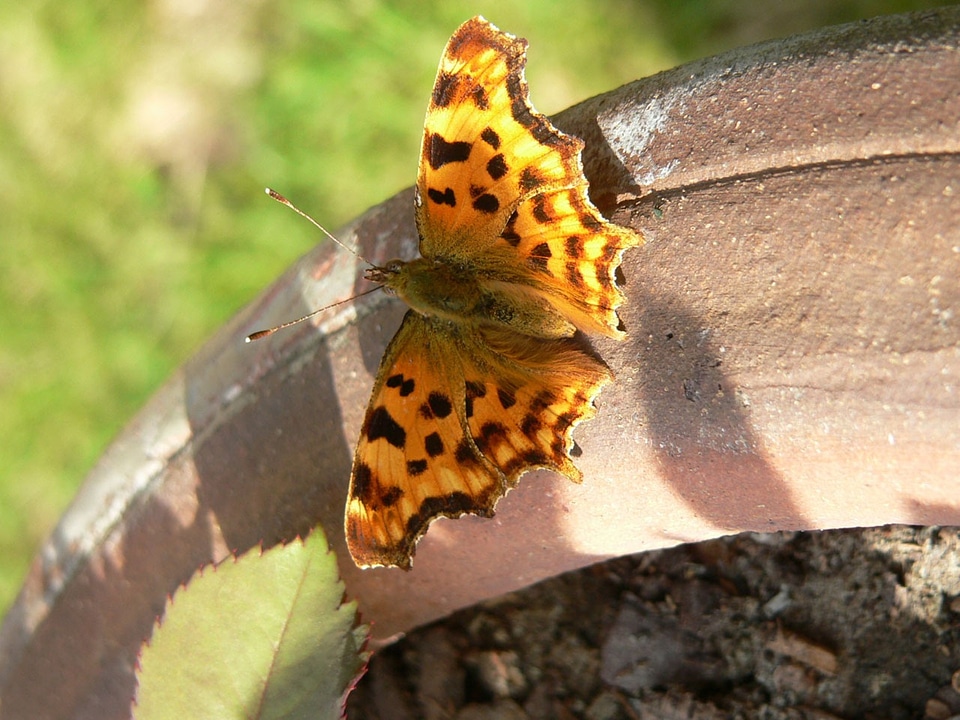 Spots brown butterfly brown lady