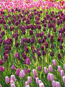 Dark purple purple pink