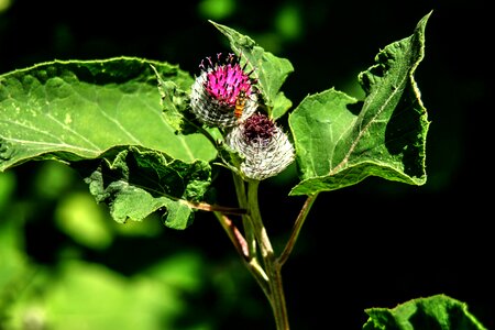 Garden plant flower thistle photo