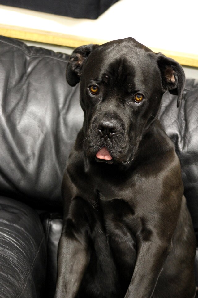 Tongue cute cuteness