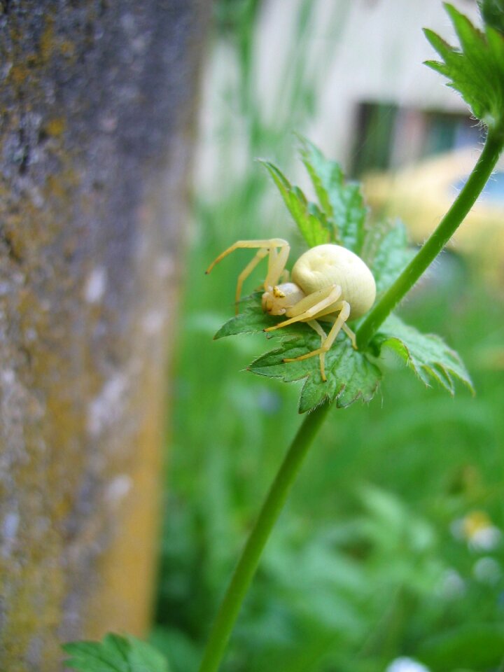 Spider animal yellow