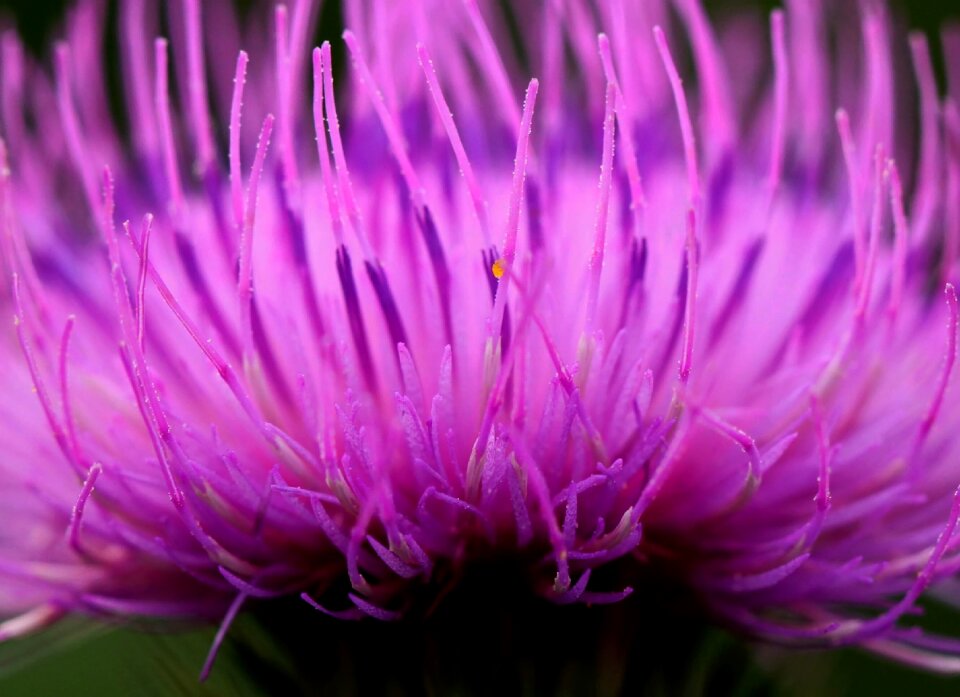 Garden flowers plant