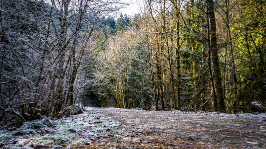 Path forest wintry