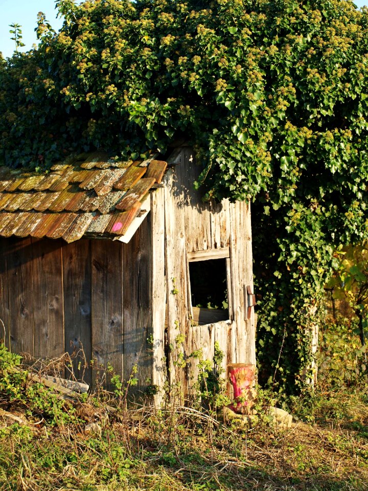 Vine cottage old decay