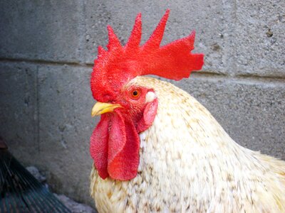 Crest red chicken photo