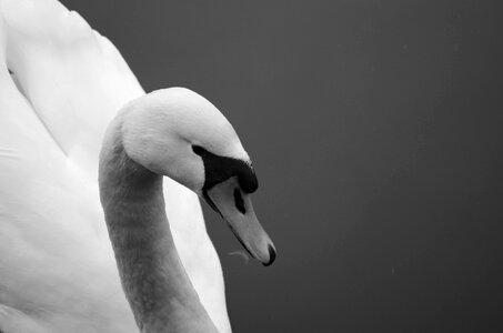 Lake waters nature swan photo