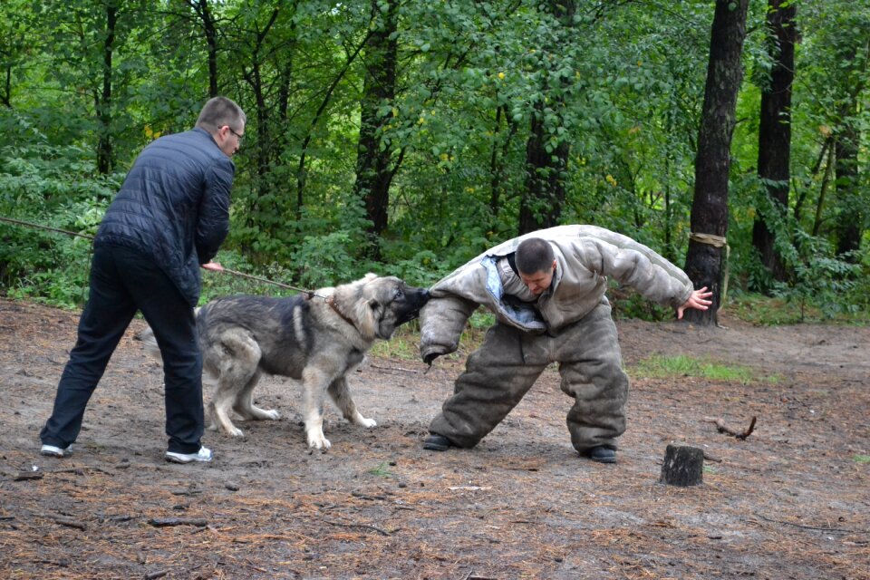 Dog owner dog training