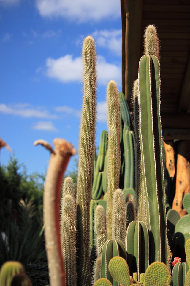 Plant spina thorny