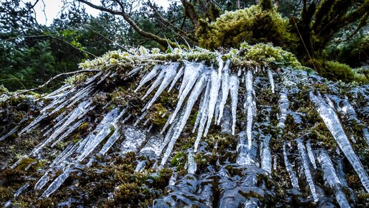 Frozen icicles forest photo
