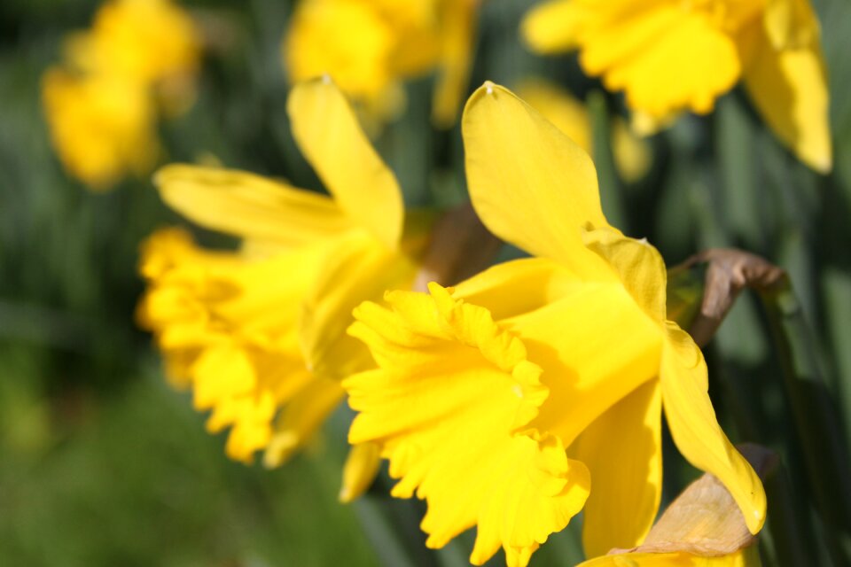 Yellow underside petals daffodils yellow flowers march
