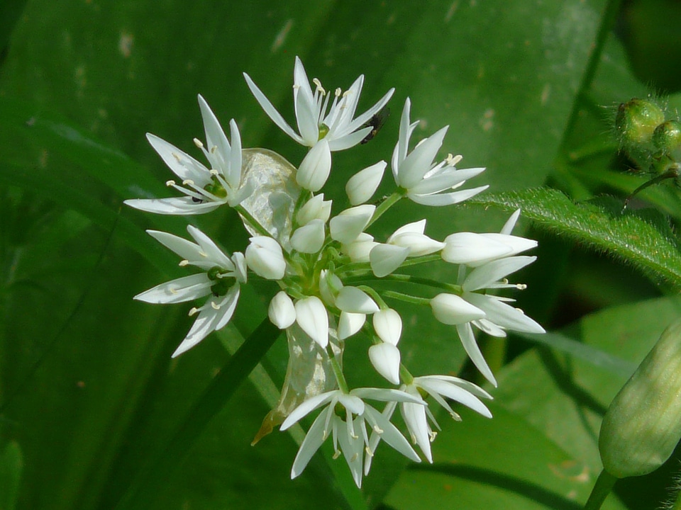 Plant white allium ursinum