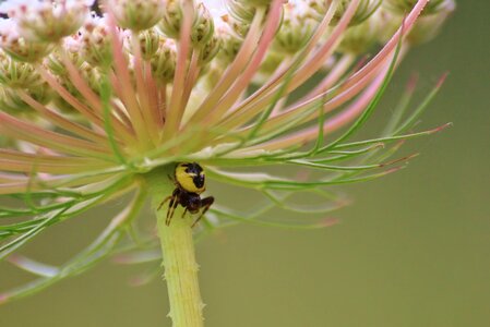 Isolated insect plant photo