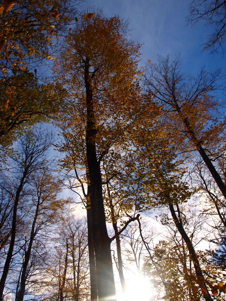 Trees autumn forest emerge