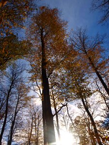 Trees autumn forest emerge