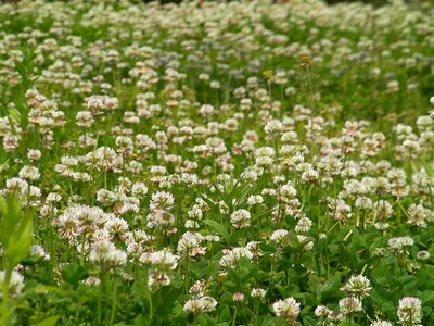White flowers flowers spring