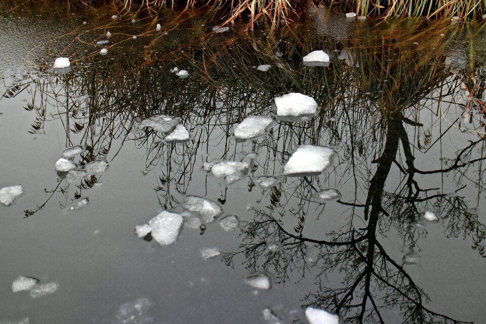 Frozen plant winter