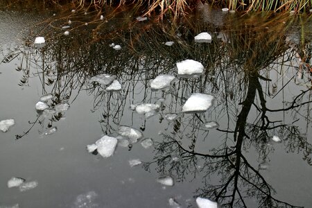 Frozen plant winter