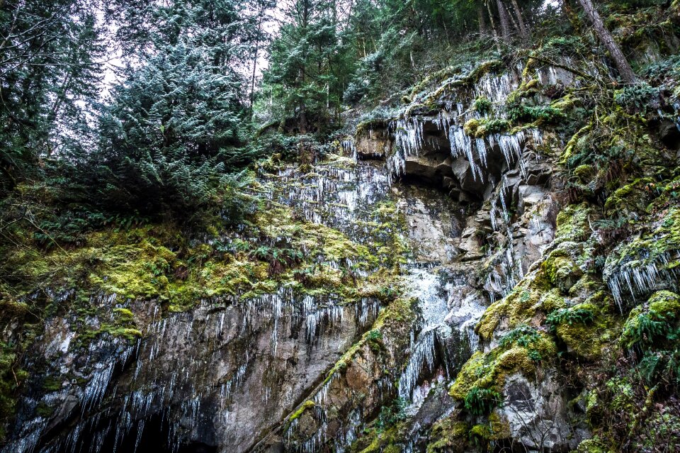 Frozen icicles forest