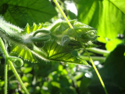 Pumpkin green entwine
