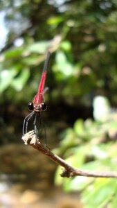 Dragonfly anisoptera epiprocta