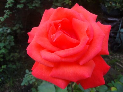 Garden rose beauty photo